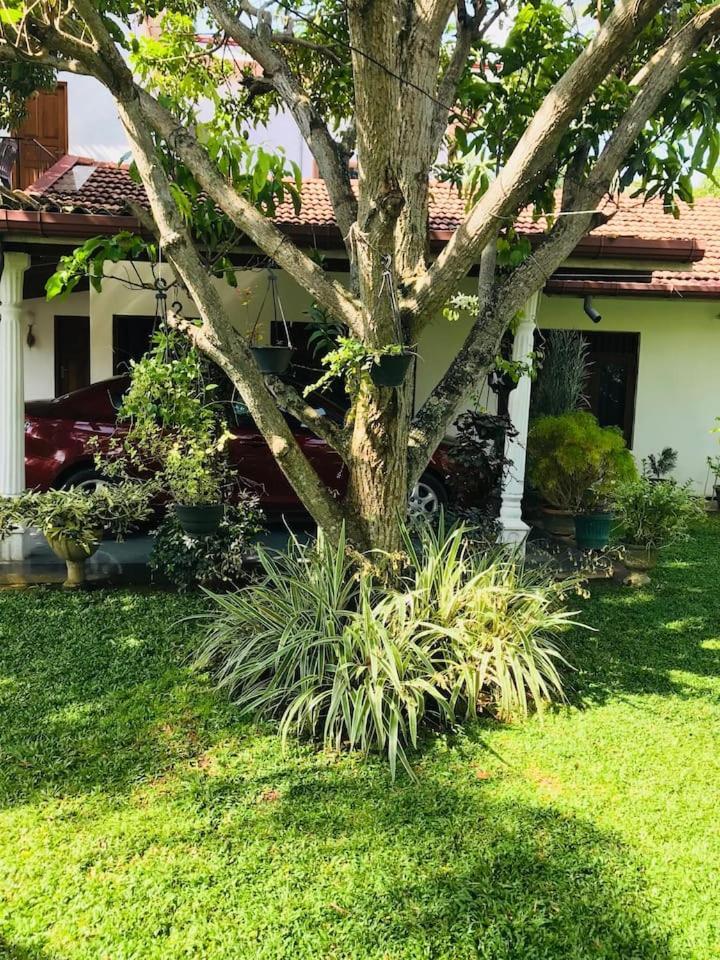 House Of Seya Bed & Breakfast Negombo Eksteriør bilde